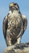 Prairie falcon